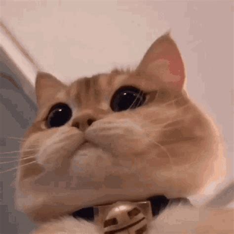 gifs cat